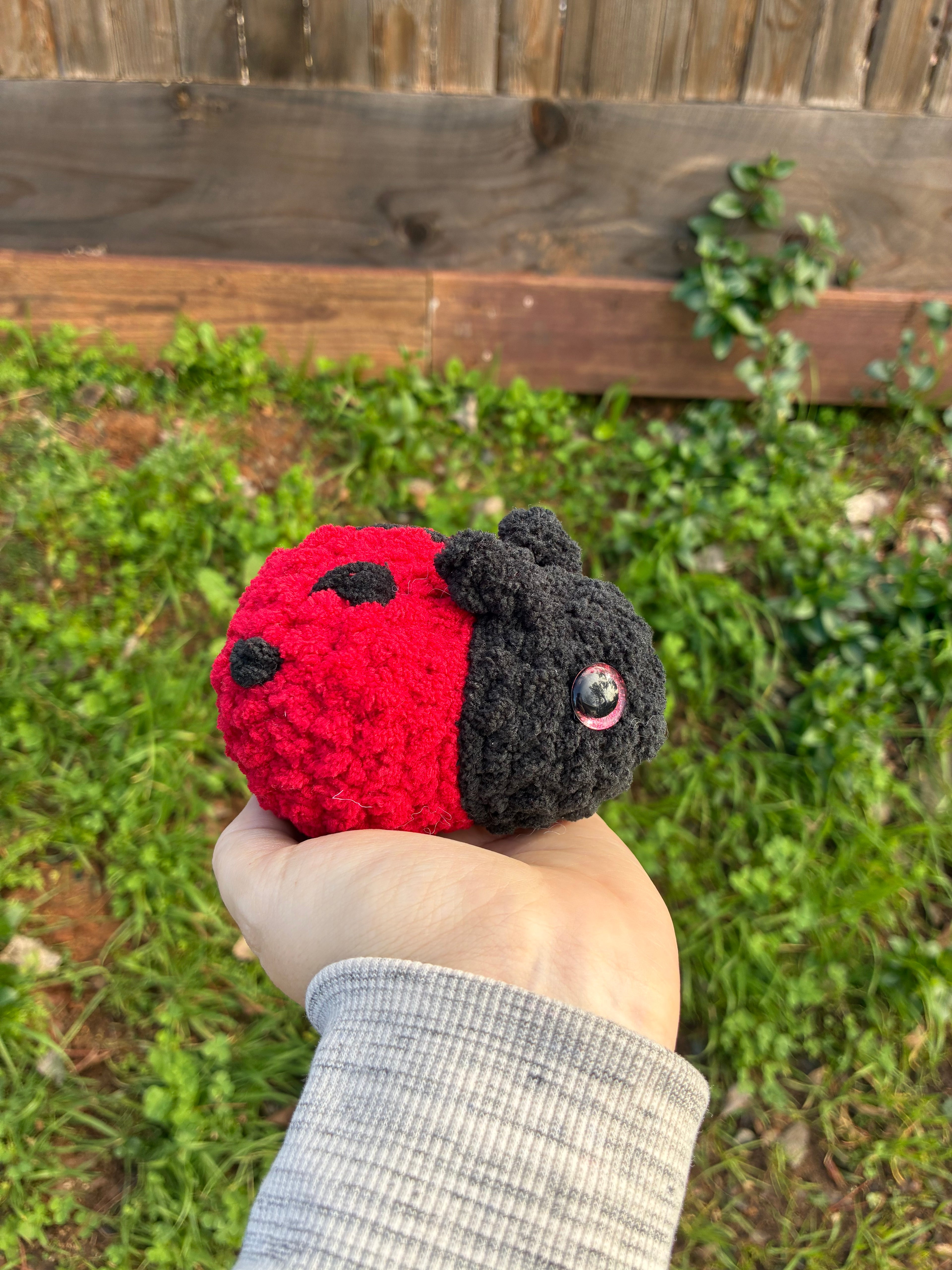 Red Ladybug