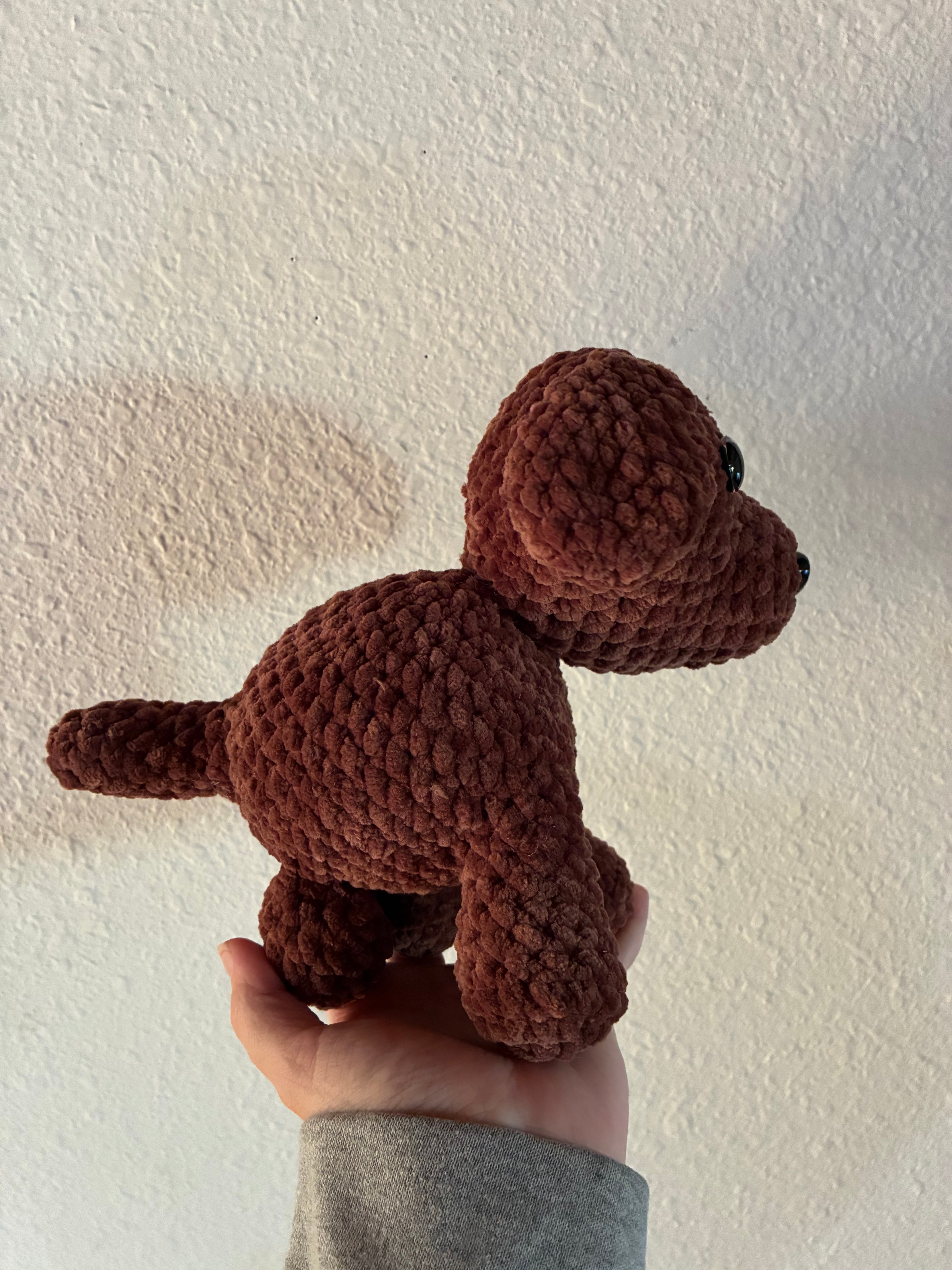 Brown puppy