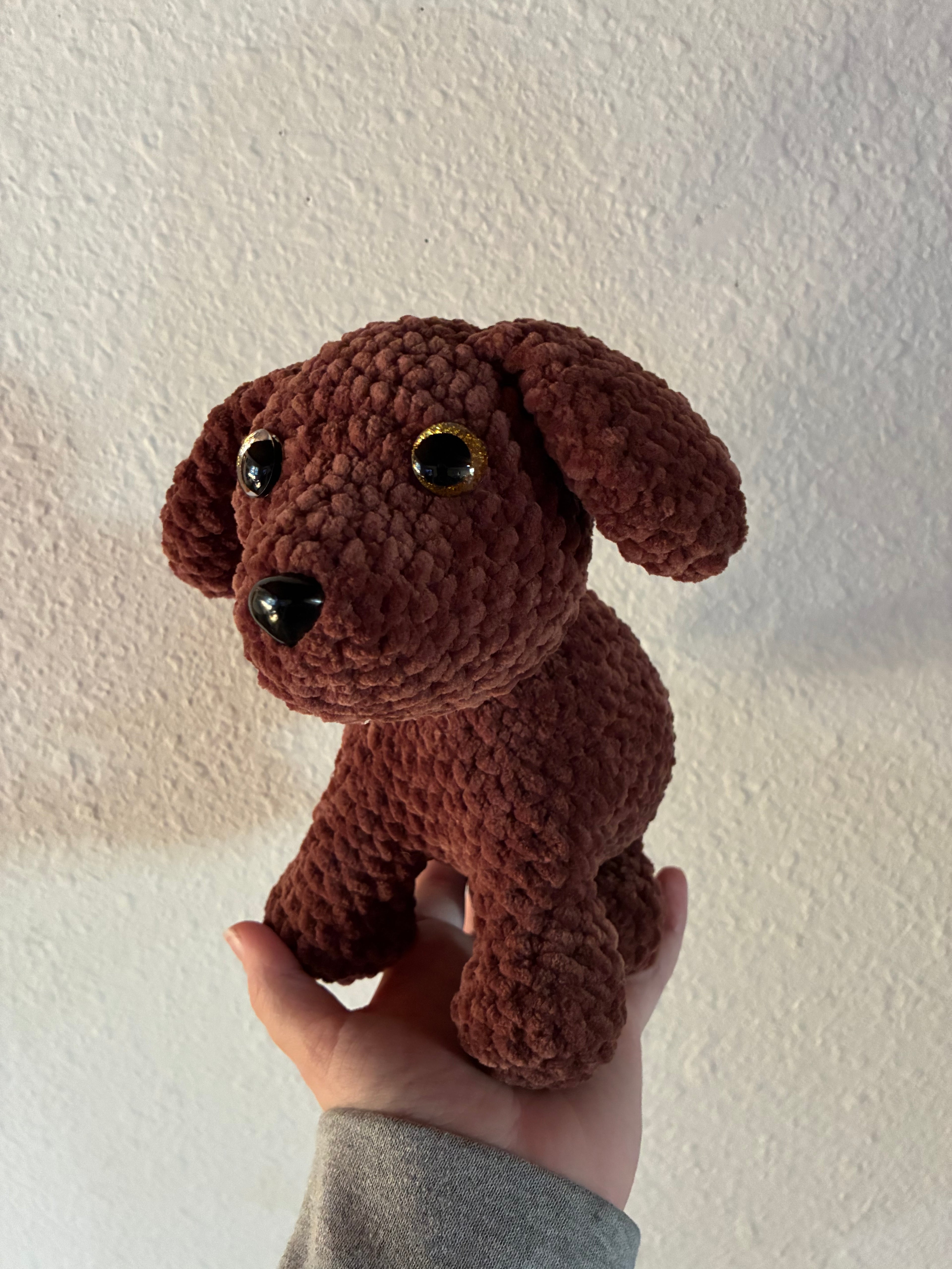 Brown puppy